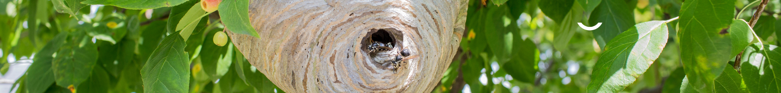 Vous avez un nid de frelons ou de guêpes chez vous ?