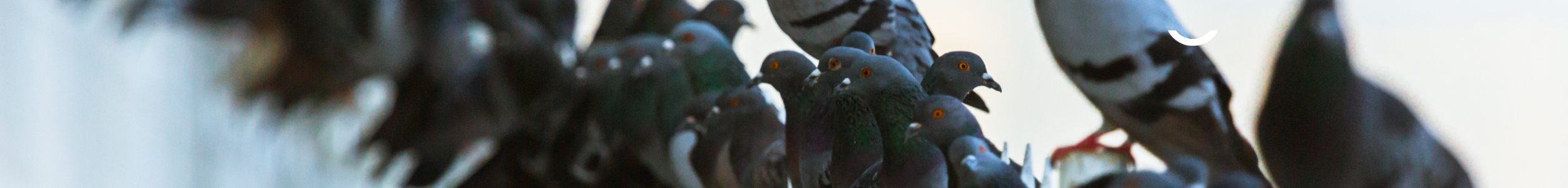 Fleurus agit pour limiter la prolifération des pigeons